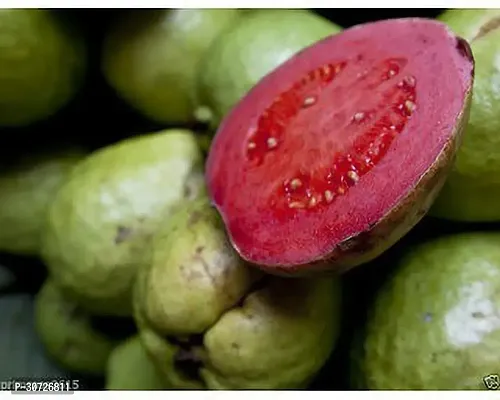 Ukanda Guava Plant Rear pink guava Grafteda healthy fruit plant (pack of 1)-thumb3