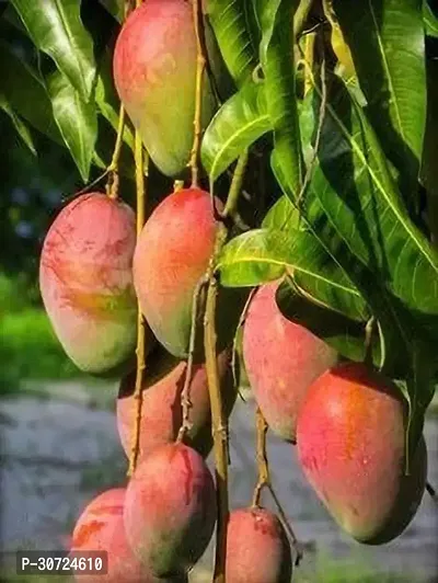 Ukanda Mango Plant Gulab Khaas Mango Live Grafted Plant. G787-thumb0