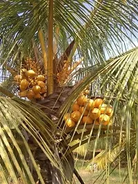 Ukanda Coconut Plant Coconut Plant-thumb1