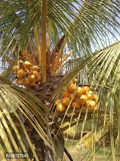 Ukanda Coconut Plant Coconut Plant-thumb2