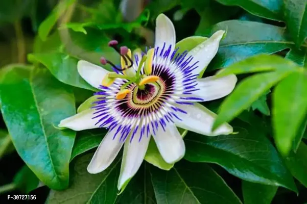 Ukanda Passion Plant Passion Flower Plant A9