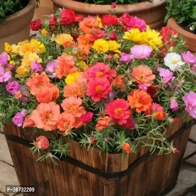 Ukanda Portulaca Plant 5 inch 9 OClock Flower Plant Seeds For Home Garden Perfect Home Garden Plant Seeds-thumb0