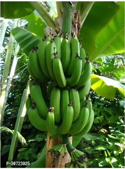 Ukanda Banana Plant Gardens Fruit Live Plant - Rare Kerala NentranEtha Vazha Variety Banana Plant (1 Plant)-thumb0