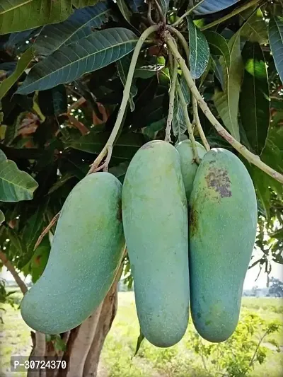 Ukanda Mango Plant Thai Banana Shaped Mango Live Plant. v8-thumb0