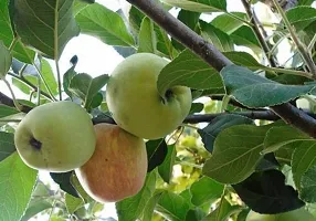 Ukanda Apple Plant HRMN-99 GRAFTED APPLE PLANTLive Apple plant especially for Hot Climate Hot Weather-From Shimla-Himachal Pradesh (HRMN-99 Apple Plant)-thumb1