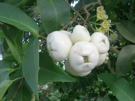 Ukanda Custard Apple Plant WatterApple_White_Plant-thumb1