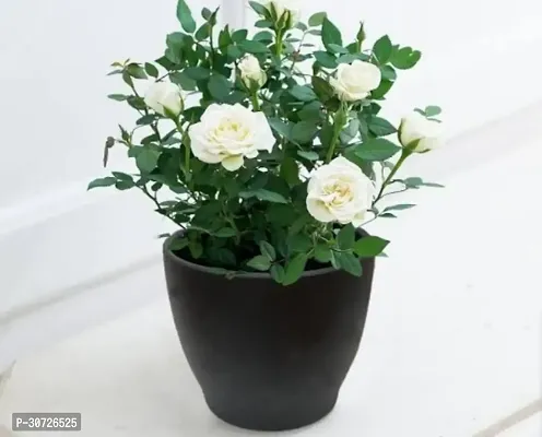 Ukanda Rose Plant Miniature Rose, Button Rose (White) - Plant-thumb0