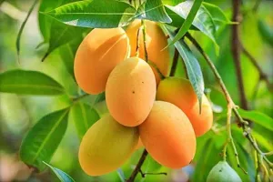 Ukanda Mango Plant Very Sweet popular Grafted Lakshmanbhog Mango Plant-thumb2