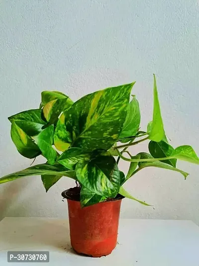 Ukanda Money Plant Money plant 53-thumb0