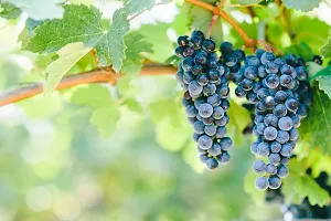 Ukanda Grapes Plant Grapes Sweet Hybrid Plant BG-3-thumb1