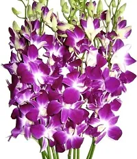 Ukanda Orchid Plant ORCDFLP-SSB.CB10-MAR93-thumb1