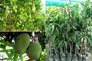 Ukanda Mango Plant Amrapali Sweet Grafted Mango Plant Height 2Ft - 2.6Ft (pack of 1)-thumb1