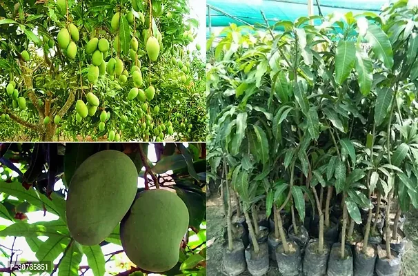 Ukanda Mango Plant Amrapali Sweet Grafted Mango Plant Height 2Ft - 2.6Ft (pack of 1)-thumb2