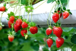 Ukanda Strawberry Plant Strawberry Live Plant with 1 Pot-thumb2