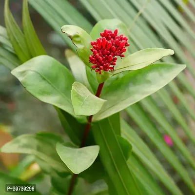 Ukanda Trothic IxoraChethi Plant Trothic Ixora Chethi Red Plant Live Flower Disha-202068-thumb0