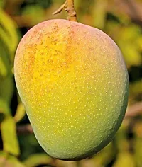 Ukanda Mango Plant Ent-Live -Plants - 285-thumb1