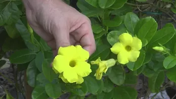 Ukanda Mandevilla Plant Yellow Mandevila plantRocktrumpet-thumb1