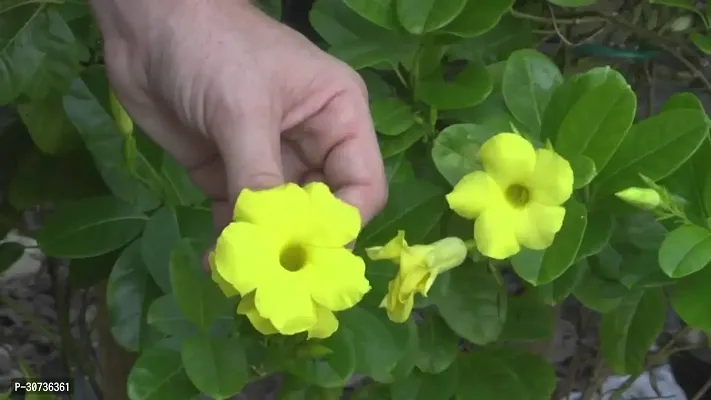 Ukanda Mandevilla Plant Yellow Mandevila plantRocktrumpet-thumb2