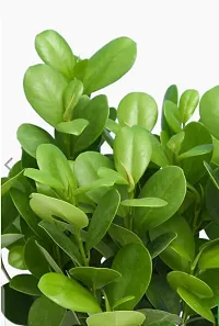 Ukanda Ficus Plant Plants 58900-thumb2