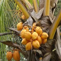 Ukanda Coconut Plant coconut plant-thumb1