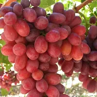 Ukanda Grapes Plant Live Red Grapes Fruit Plant - Healthy Sweet Fruit Plant-thumb1