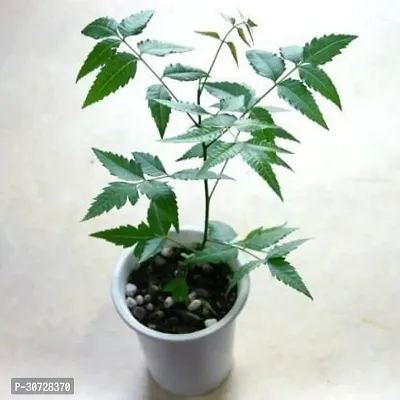 Ukanda Neem Plant N08eem4-thumb0