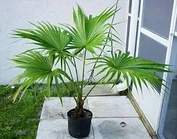 Ukanda China Palm Plant China Palm Plant-thumb2