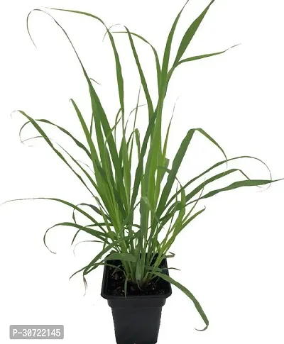 Ukanda Lemon Grass Plant GET GRASS-thumb0