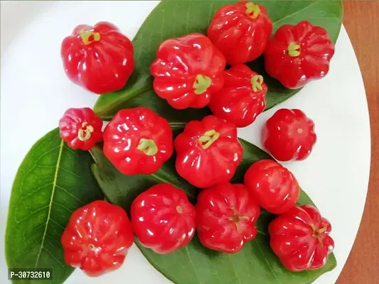 Ukanda Cherry Fruit Plant CHERRY FRUIT PLANT-C4-thumb0