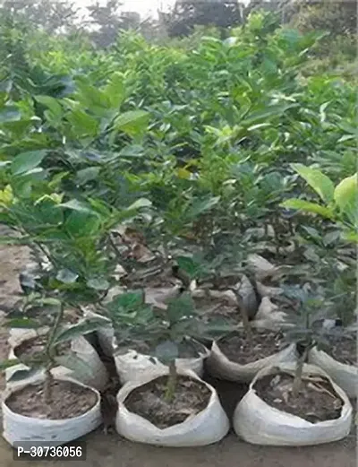 Ukanda Lemon Plant Kamkot lemon fruit live plant Grefted.-thumb2