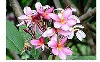 Ukanda Plumeria Plant Natural AUSSIE PINK PLUMERIA rare variety with pot-thumb1