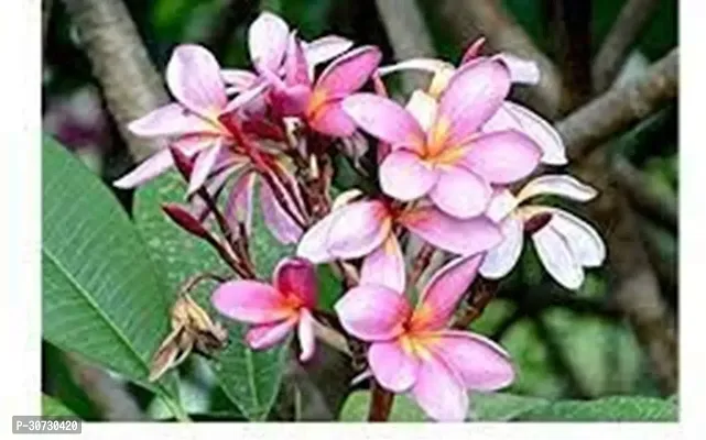 Ukanda Plumeria Plant Natural AUSSIE PINK PLUMERIA rare variety with pot-thumb2