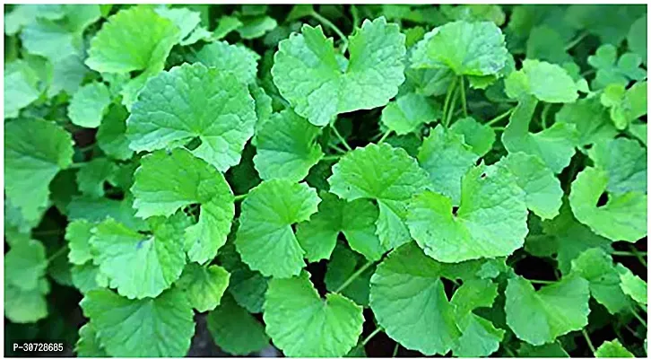 Ukanda ZZ Plant Saraswati Gardens Centella Asiatica, Indian Pennywort, Brahmi Sapling Plants 1 Healthy Live Plant With Plastic Bag