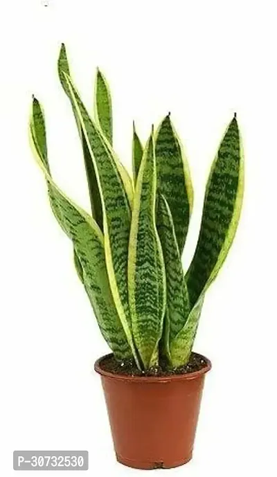 Ukanda Snake Plant Sansevieria trifasciataFutura Superba