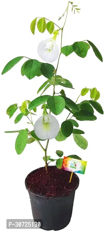 Ukanda Aparajita Butterfly Pea Plant Aparajita Butterfly Pea live flower Plant (Pack of 1)-thumb0