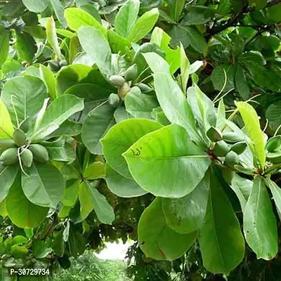 Ukanda Almond Plant Live Plant Badam Indian Almond Jangli Highly Ornamental Tree For Roof Top Garden Plant(1 Healthy Live Plant)-thumb0