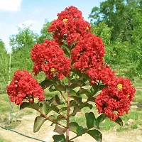 Ukanda Jasmine Plant Red Crape Myrtle Live Plant A-thumb1