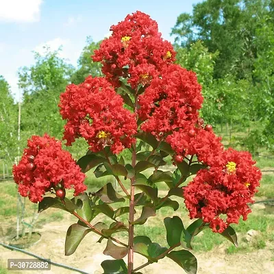 Ukanda Jasmine Plant Red Crape Myrtle Live Plant A-thumb2