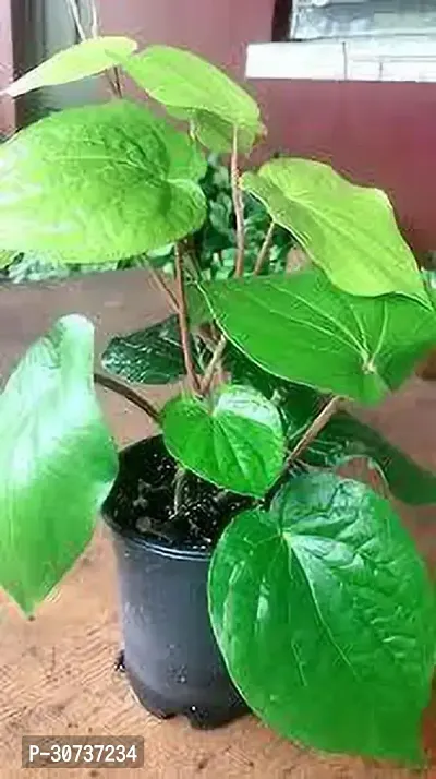 Ukanda Betel Leaf Plant PAN-03-thumb0