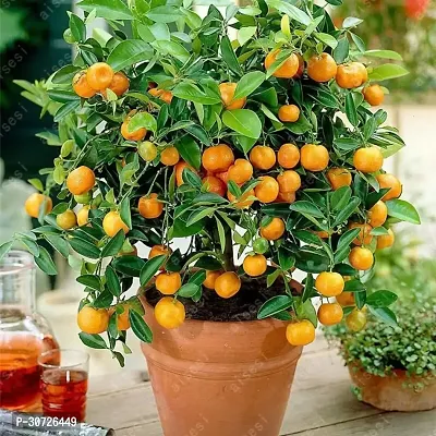 Ukanda Orange Plant ORANGE PLANT-thumb0