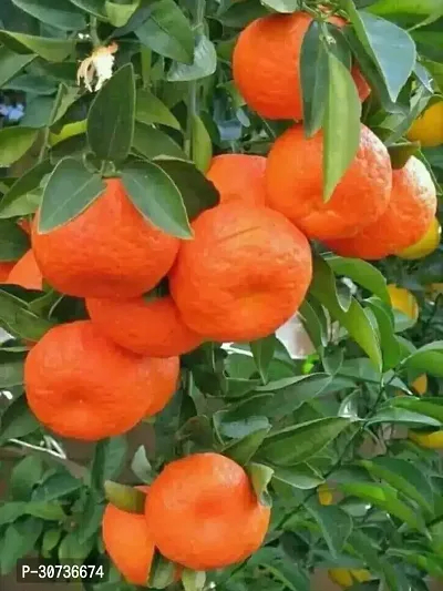 Ukanda Orange Plant Hybrid Orange Plant. v3-thumb0