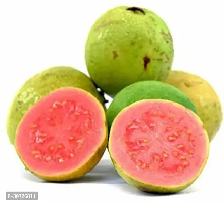 Ukanda Guava Plant Rear pink guava Grafteda healthy fruit plant (pack of 1)-thumb2