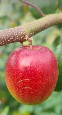 Ukanda Ber Apple Plant Ber Apple-thumb2