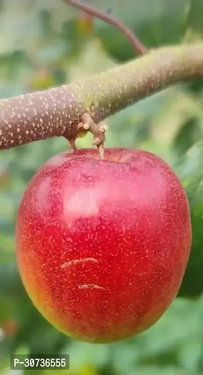 Ukanda Ber Apple Plant Ber Apple-thumb3