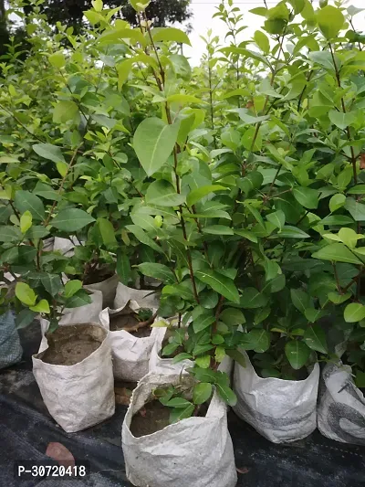 Ukanda Cherry Fruit Plant Greenhouse stock-thumb2