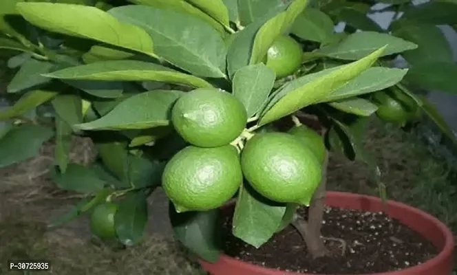 Ukanda Lemon Plant Live Plant Lime Hybrid Seedless Lemon Tasty 1 Healthy Air Layering Rare Garden Plant(1 Healthy Live Plant).-thumb0