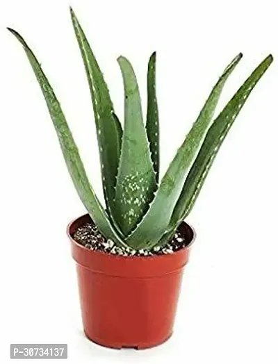 Ukanda Aloe Vera Plant ezteALO32-thumb0