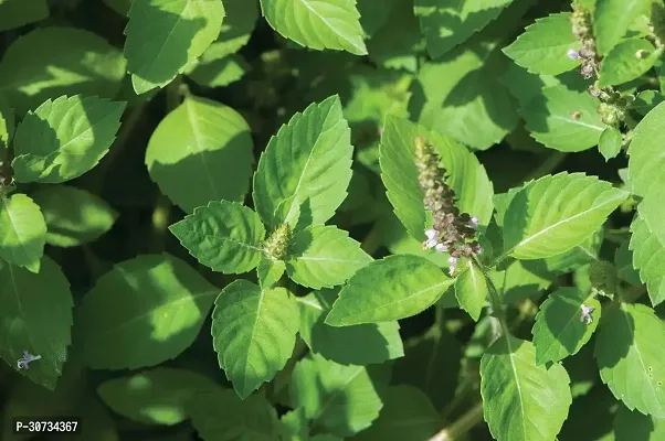 Ukanda Tulsi Plant GFGH198