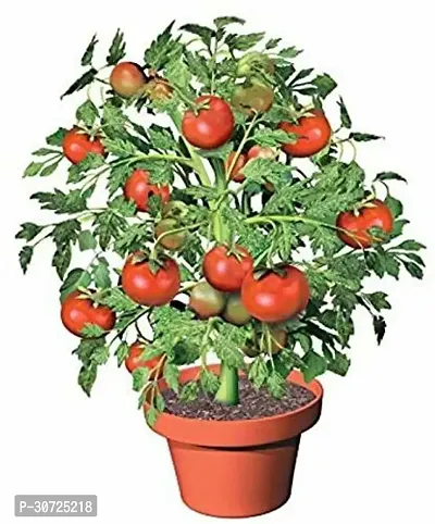 Ukanda Tomato Plant tamatar32-thumb0