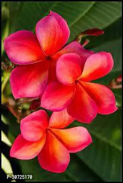 Ukanda Plumeria Plant PKLHG-thumb0